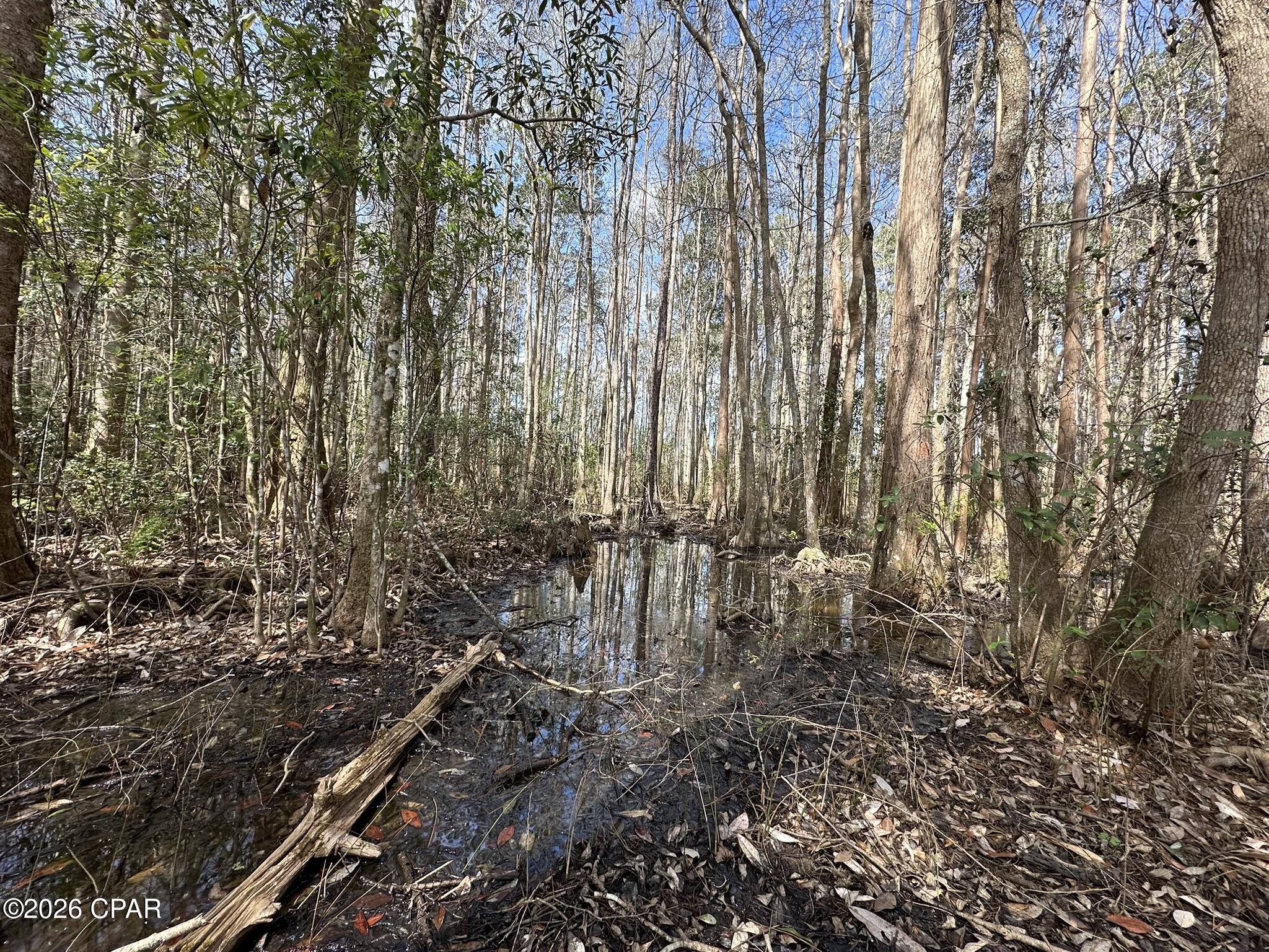 Tract#6409 Tract Road Caryville, FL 32427 - Photo 6 of 12