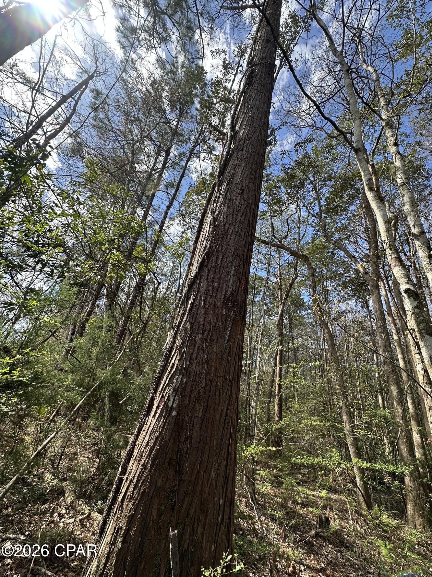 Tract#6409 Tract Road Caryville, FL 32427 - Photo 7 of 12