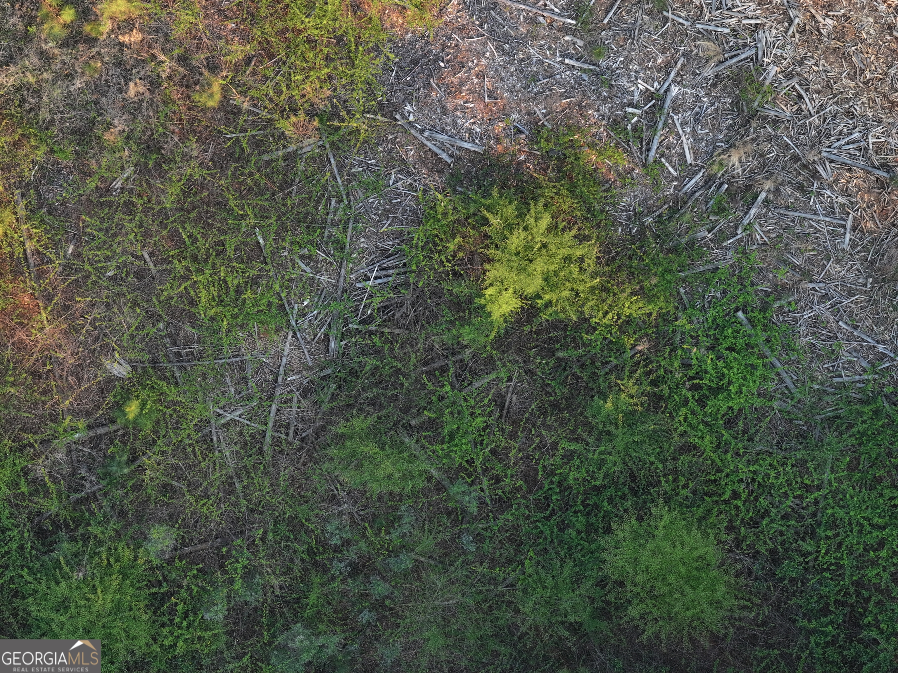 105 Acres On Mccosh Mill Road LaGrange, GA 30240 - Photo 19 of 25 a view of a forest with a tree