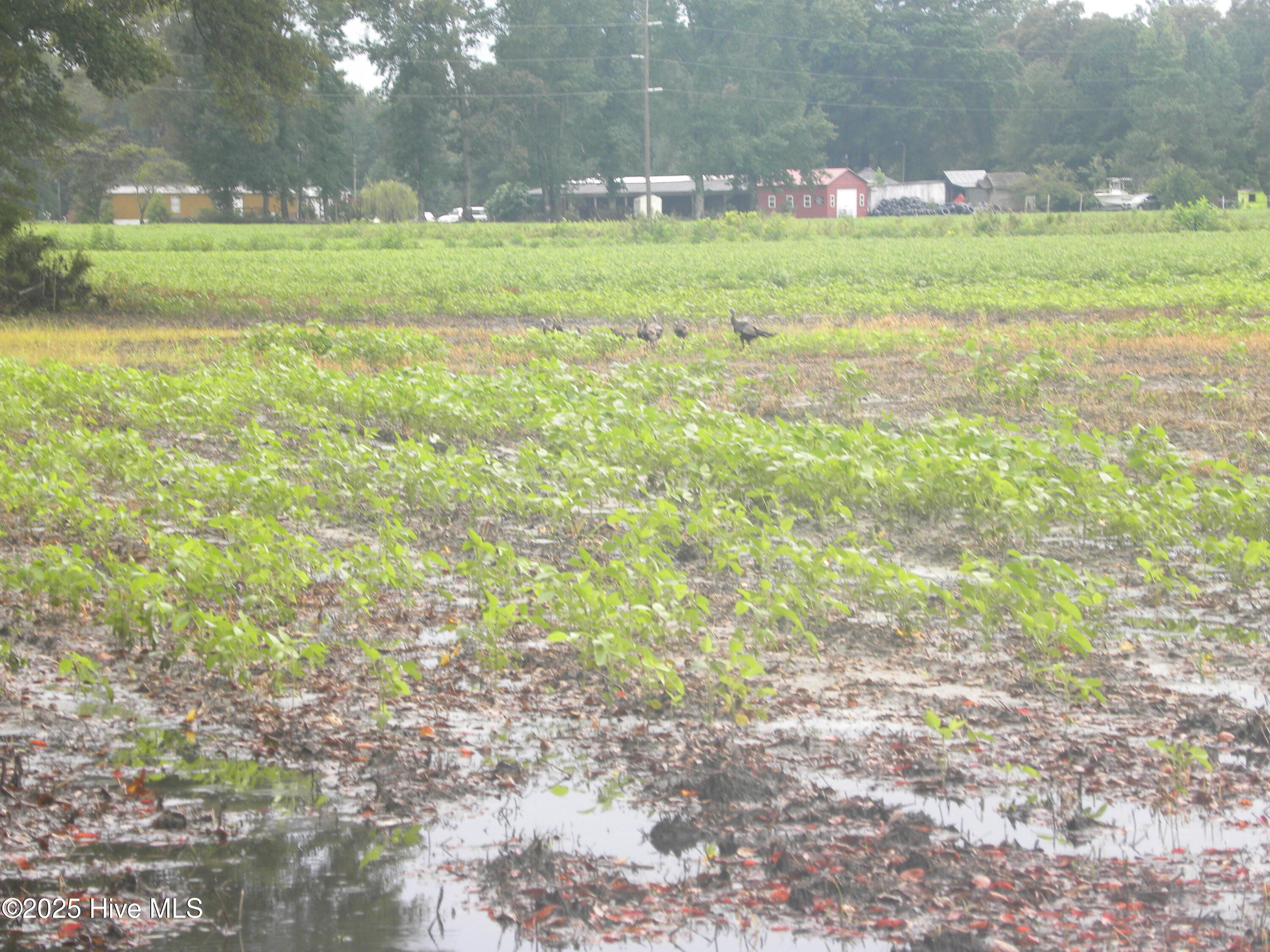 Tbd Conetoe Road Greenville, NC 27834 - Photo 5 of 11 DSCN3490