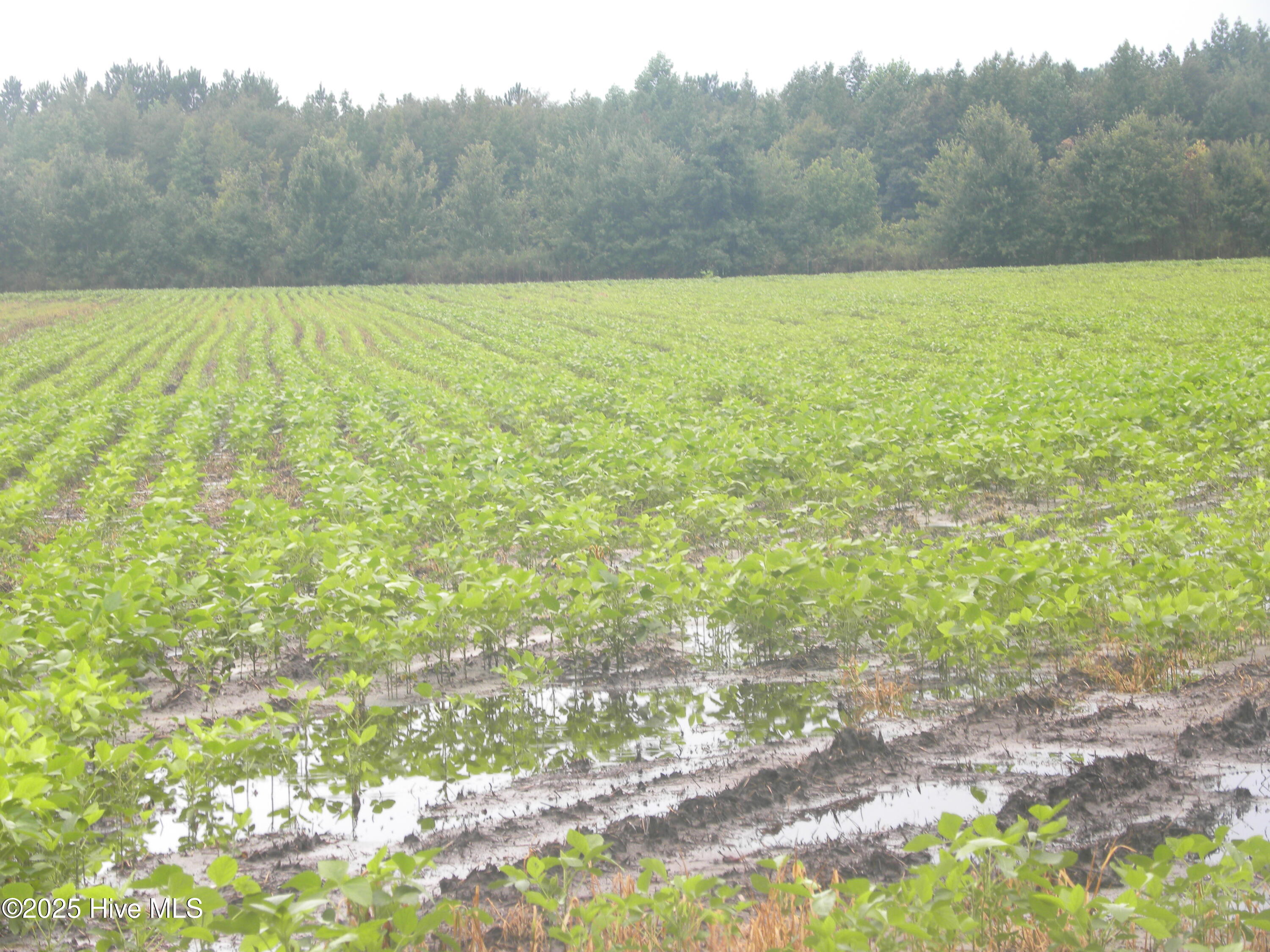 Tbd Conetoe Road Greenville, NC 27834 - Photo 6 of 11 DSCN3491