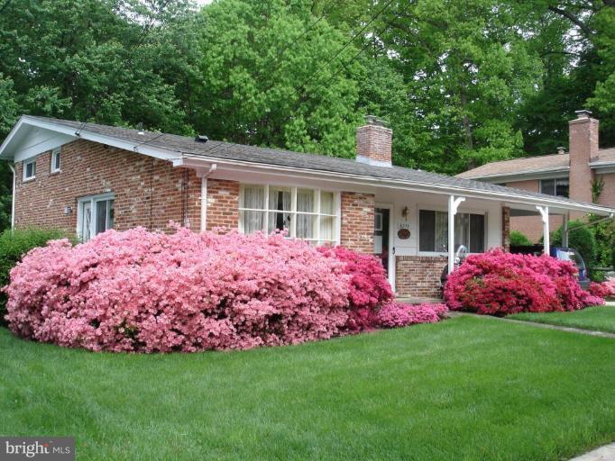 6310 Redwing Road Bethesda, MD 20817 - Photo 10 of 10 Azaleas!