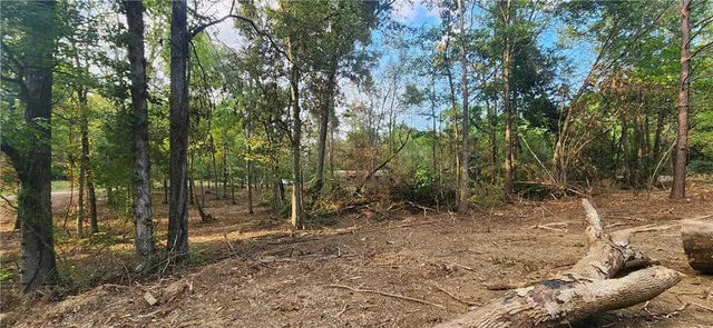 a view of a forest filled with trees