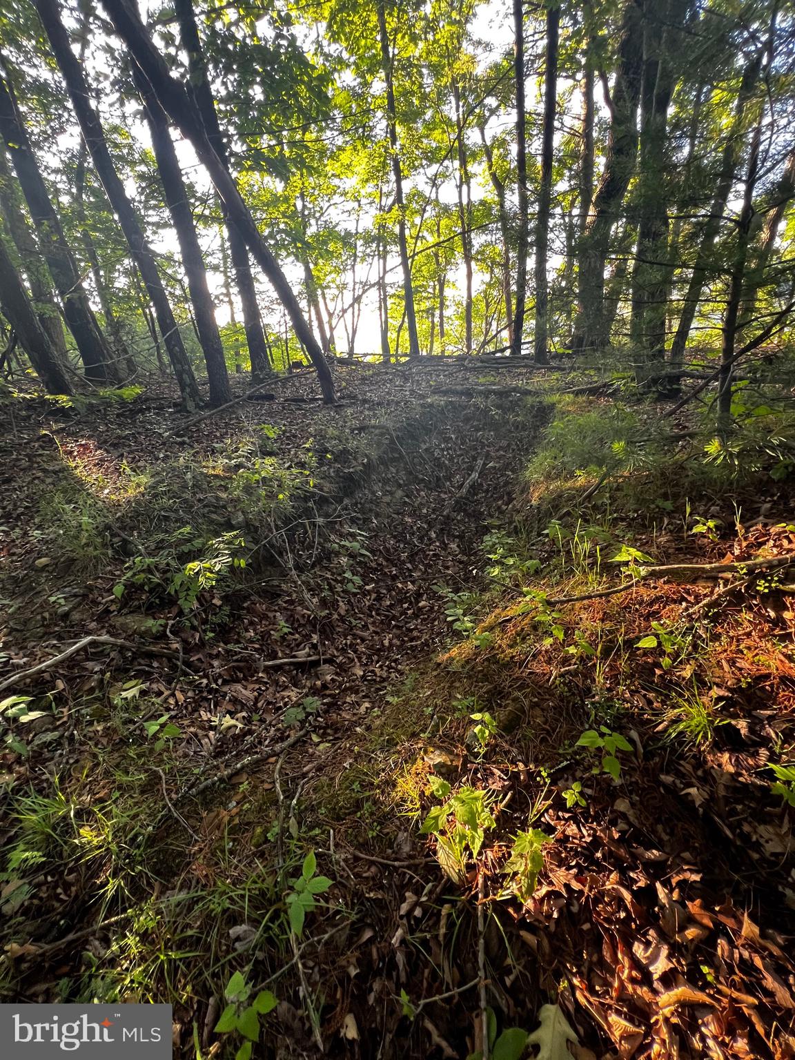 Lot 52 Grace Mountain Mathias, WV 26812 - Photo 11 of 34