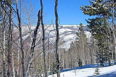 3990 Bellyache Ridge Road Wolcott, CO 81655 - Photo 17 of 17 a view of a yard with a tree