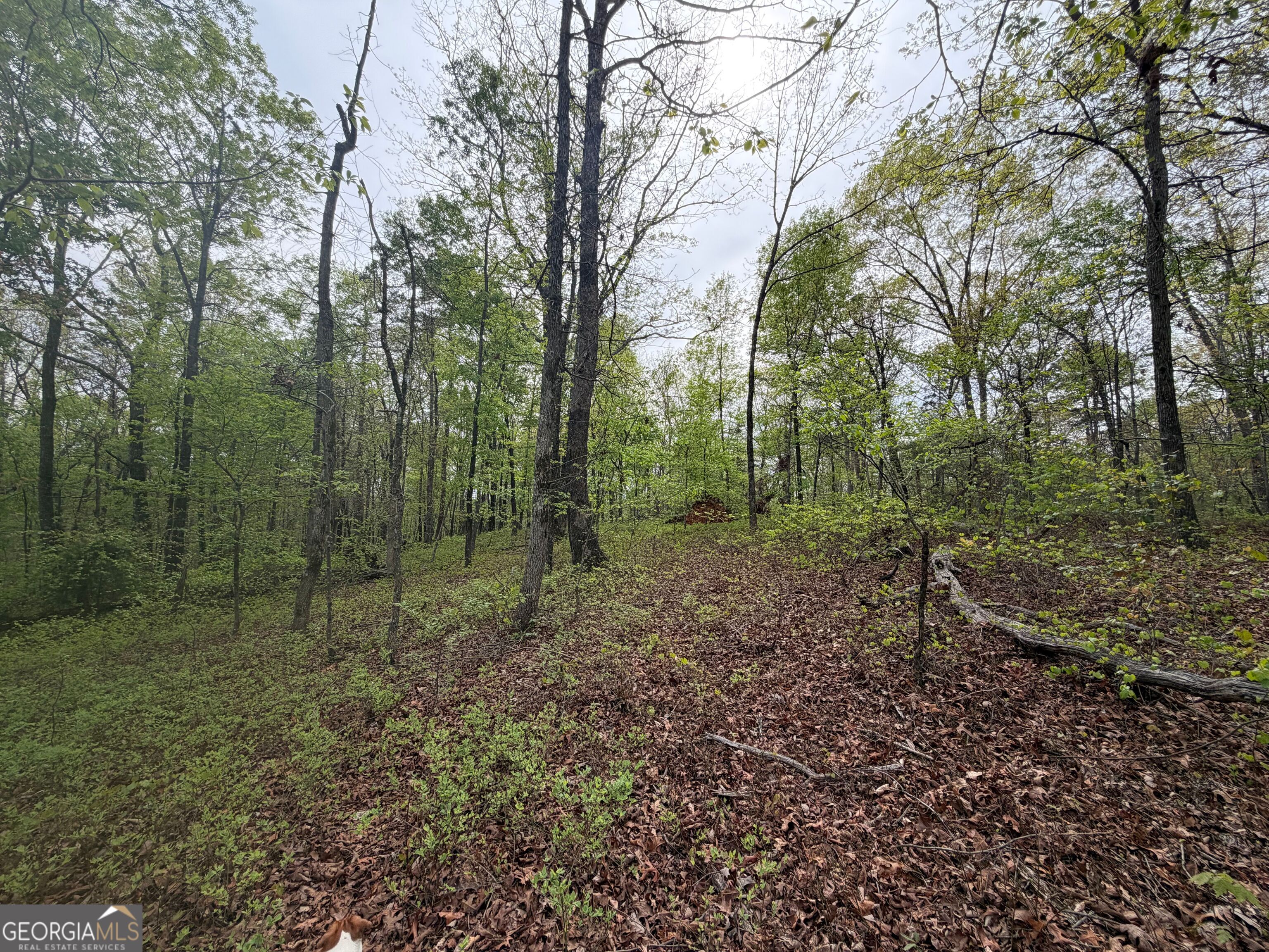 0 North County Line Road Alto, GA 30510 - Photo 24 of 45