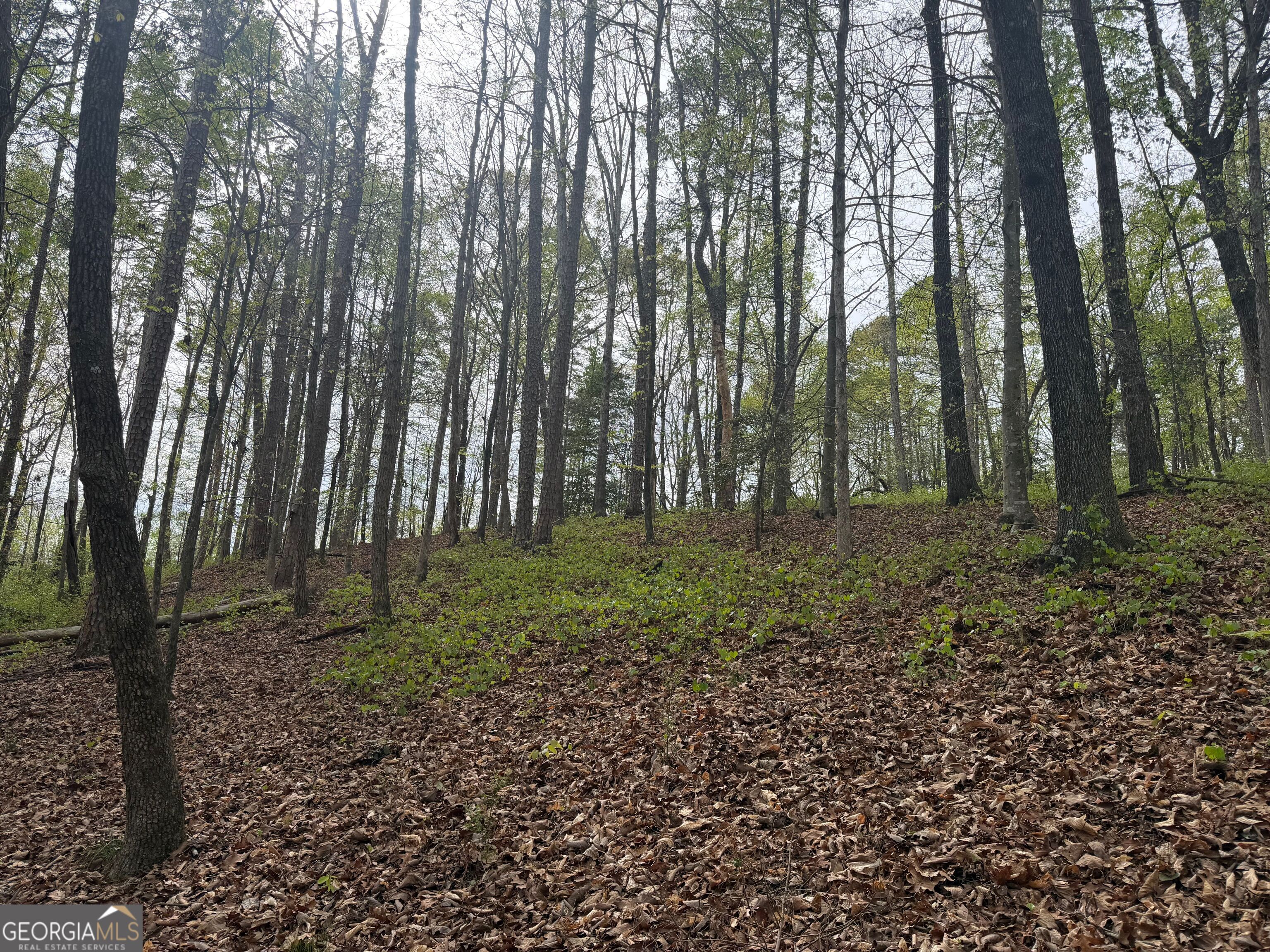 0 North County Line Road Alto, GA 30510 - Photo 31 of 45