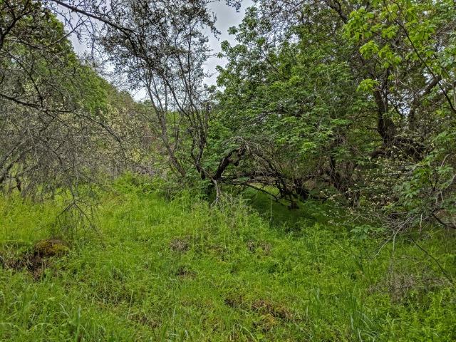 0 Lot 225 Ruth Hill Road Squaw Valley, CA 93675 - Photo 1 of 5 Gallery Image 1
