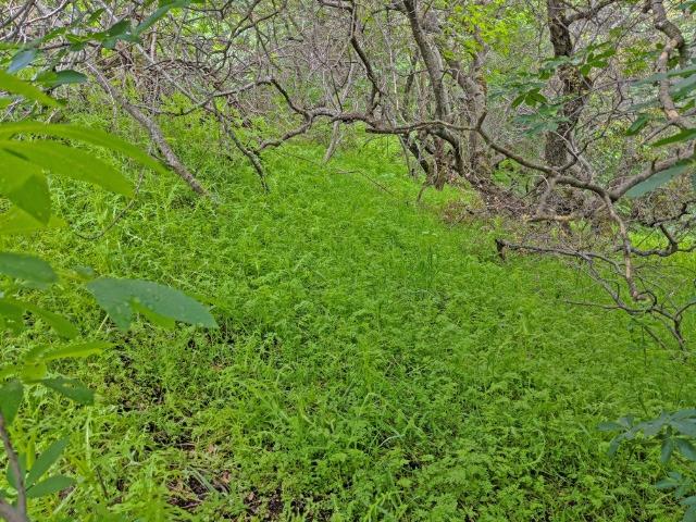 0 Lot 225 Ruth Hill Road Squaw Valley, CA 93675 - Photo 2 of 5 Gallery Image 2