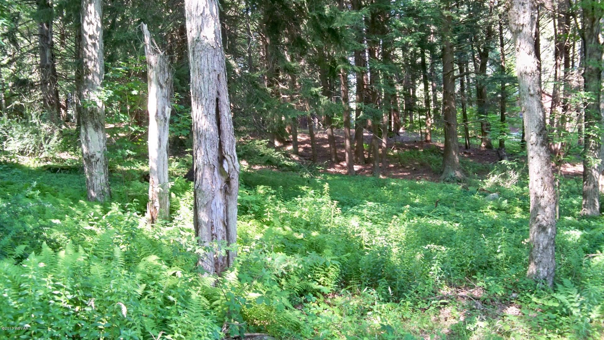 315 May Road Muncy Valley, PA 17758 - Photo 19 of 21 Red Berry Hunting club 024