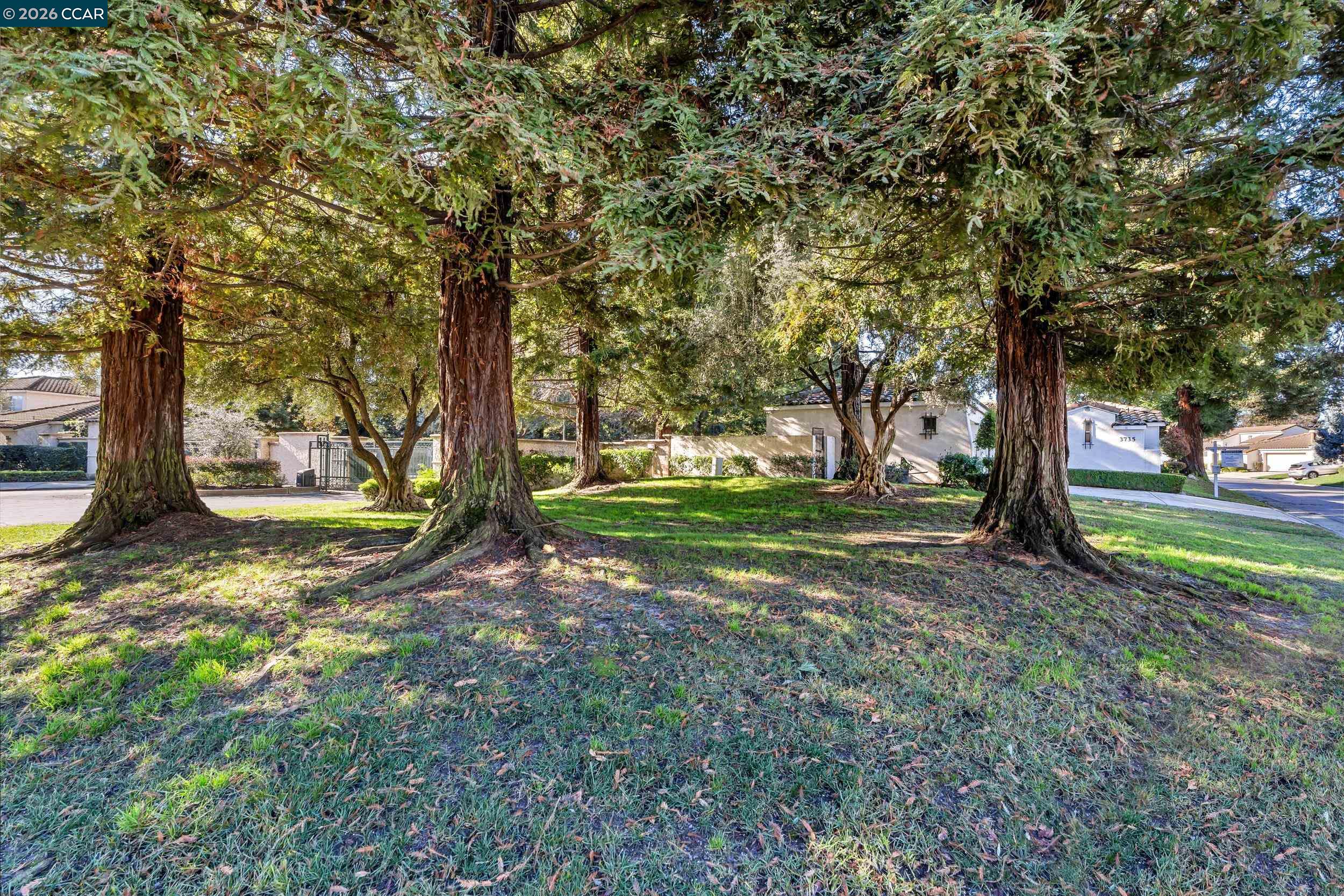 3735 Ignacio Circle Stockton, CA 95209 - Photo 12 of 22 a view of a tree in the middle of a yard