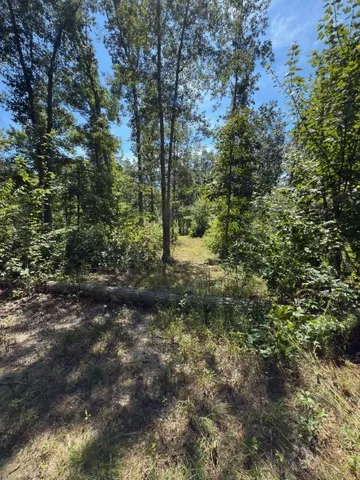 a view of a forest with trees in the background