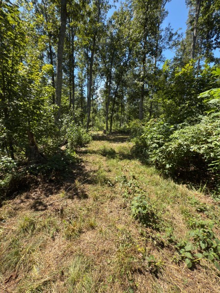 0 Paul Harrell Road Beechgrove, TN 37018 - Photo 3 of 8 a view of outdoor space and a yard