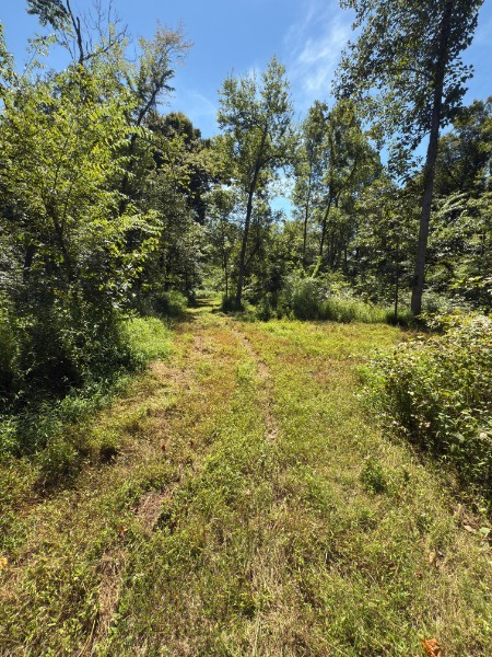 0 Paul Harrell Road Beechgrove, TN 37018 - Photo 4 of 8 a view of a yard with a tree