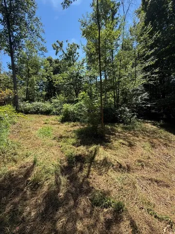 a view of a yard with plants and large trees