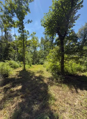 a view of a yard with plants and large trees