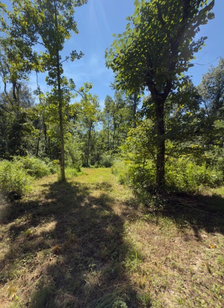 0 Paul Harrell Road Beechgrove, TN 37018 - Photo 6 of 8 a view of a yard with plants and large trees