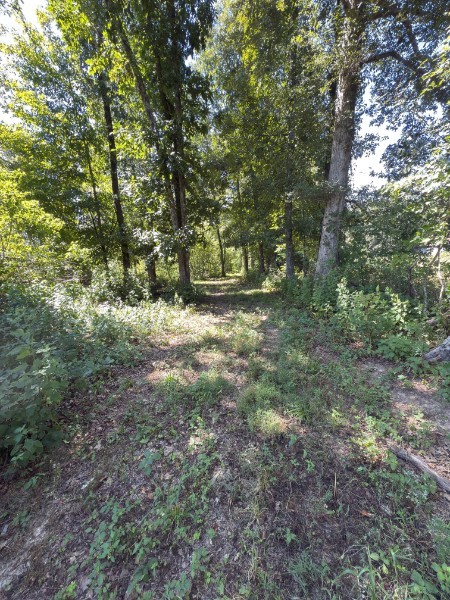 0 Paul Harrell Road Beechgrove, TN 37018 - Photo 8 of 8 a big yard with lots of green space and deers