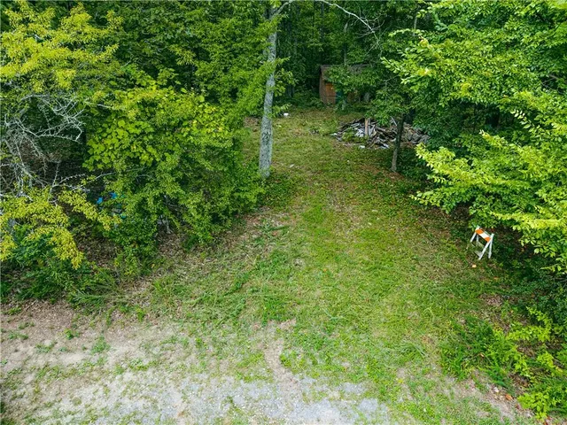 a lush green forest with lots of trees