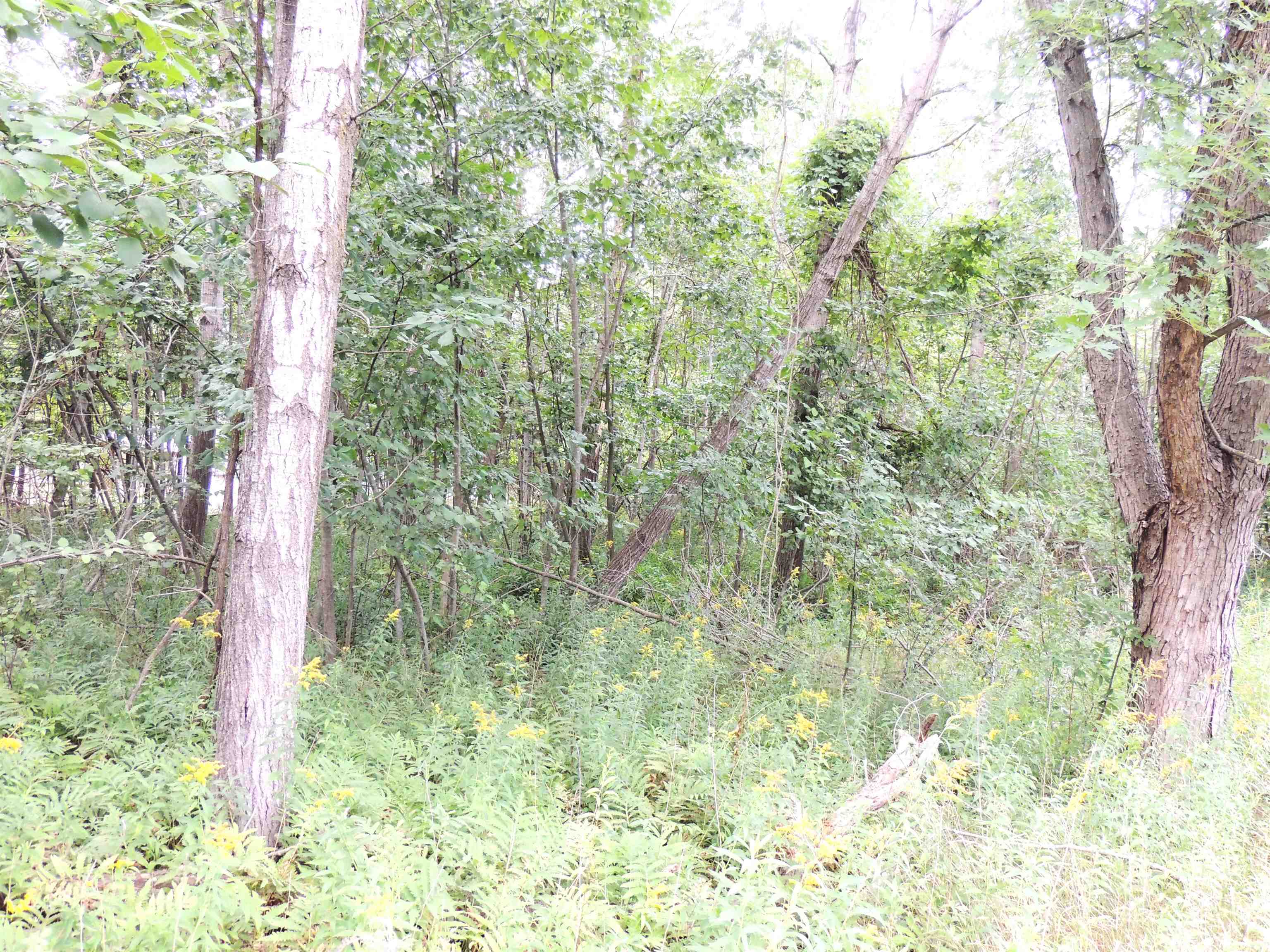 970 North Rolland Road Lake Isabella, MI 48893 - Photo 9 of 18