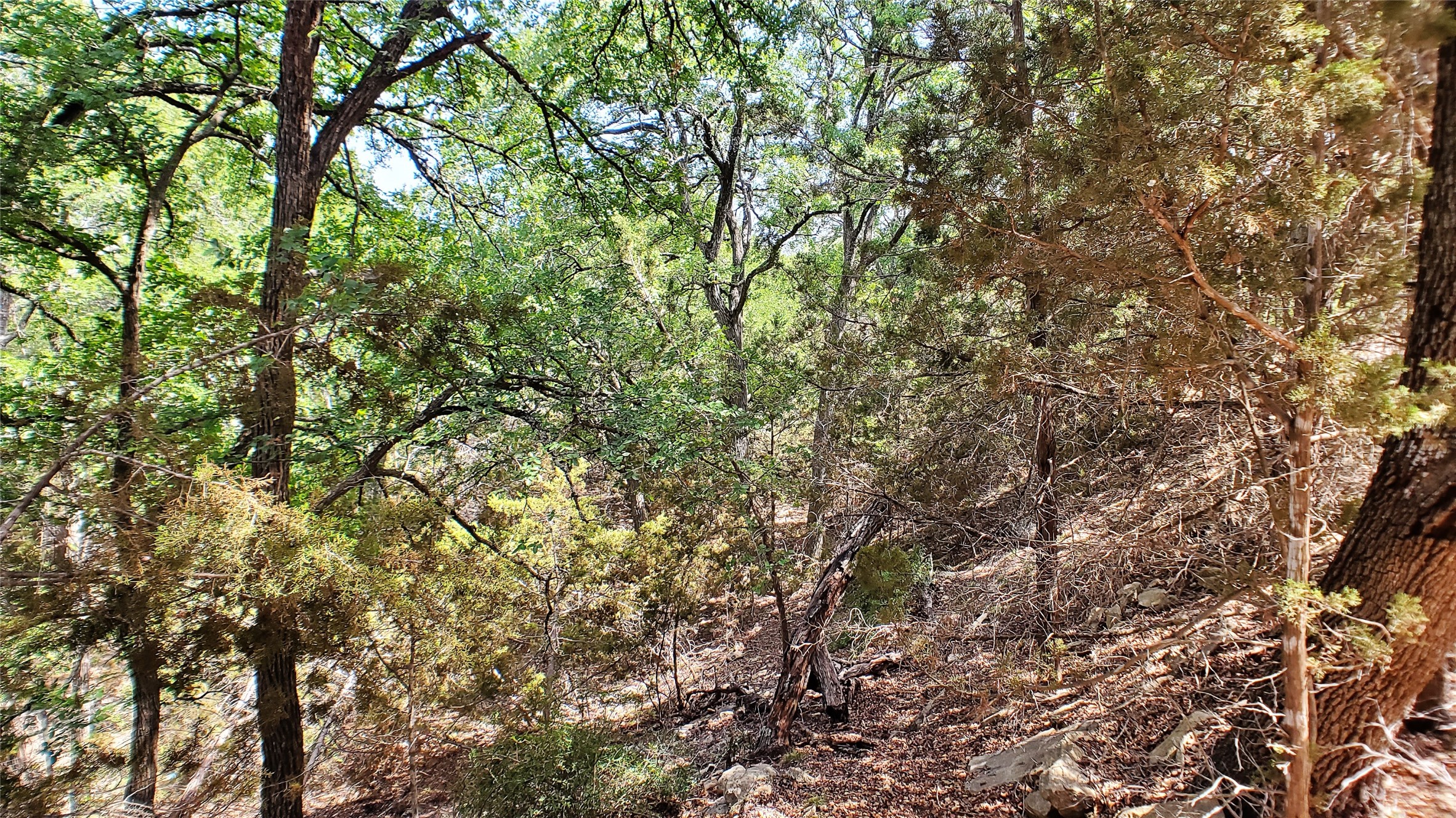 650 Beauchamp Road Dripping Springs, TX 78620 - Photo 9 of 12 a view of a tree in a yard