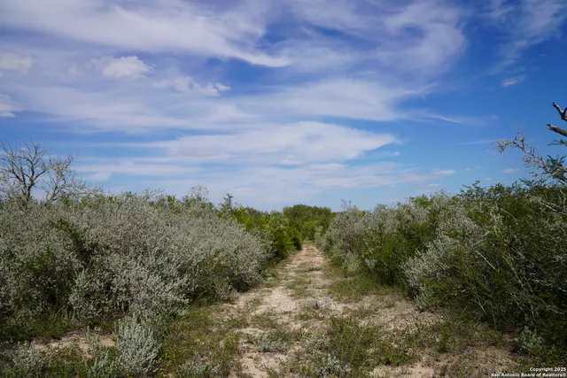 a view of a bunch of trees