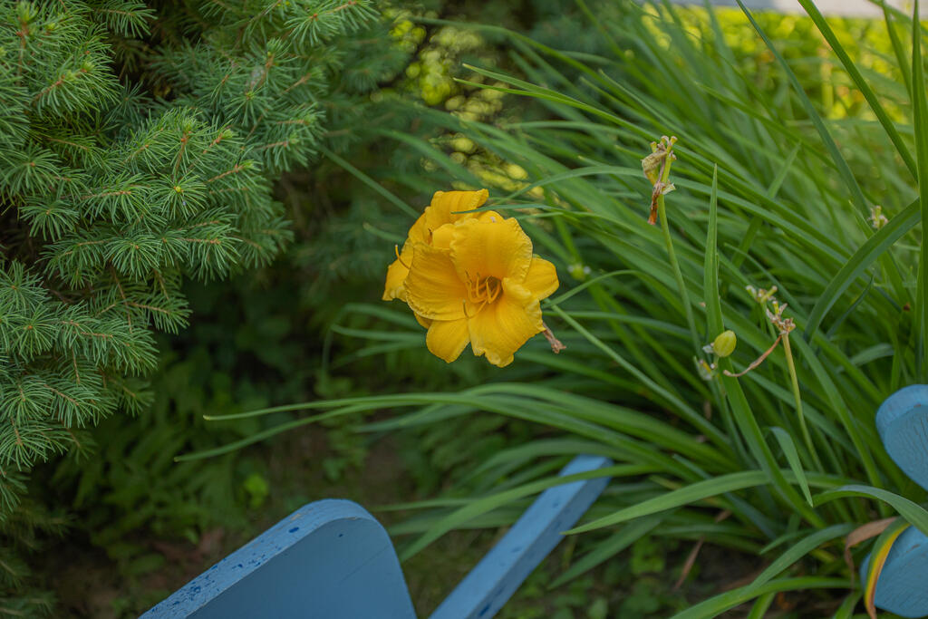 824 Fairbanks Road Farmington, ME 04938 - Photo 59 of 79 Flowers