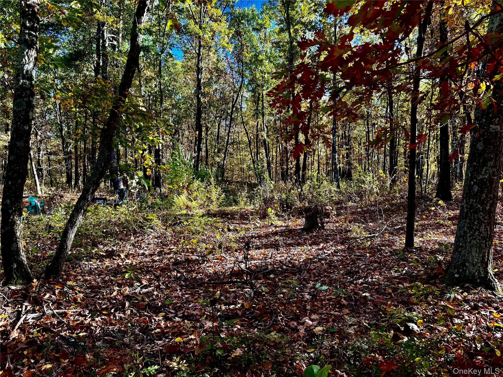 36 Fallkill Road Hyde Park, NY 12538 - Photo 11 of 15 a view of a forest