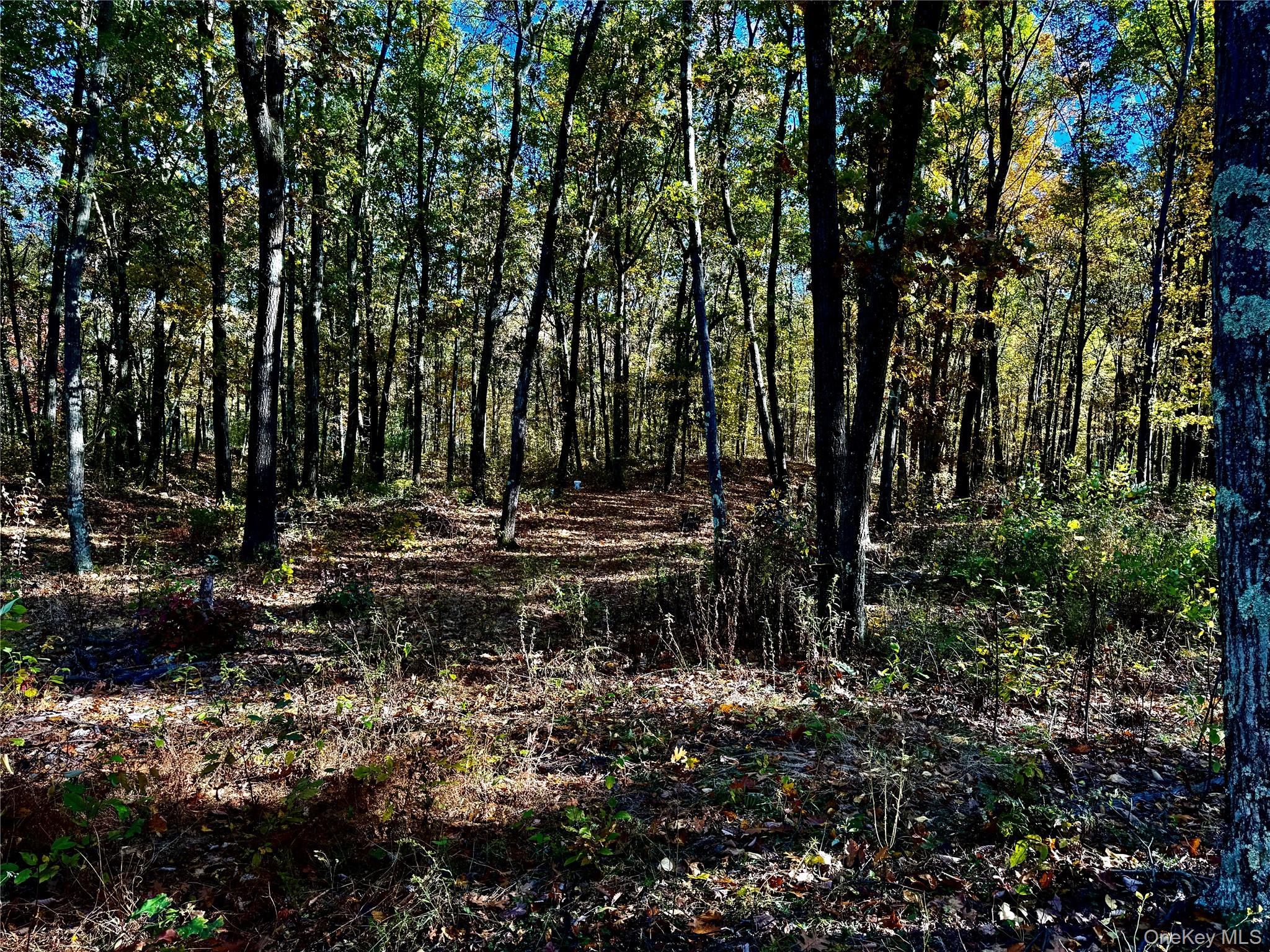 36 Fallkill Road Hyde Park, NY 12538 - Photo 5 of 15 a view of backyard with green space