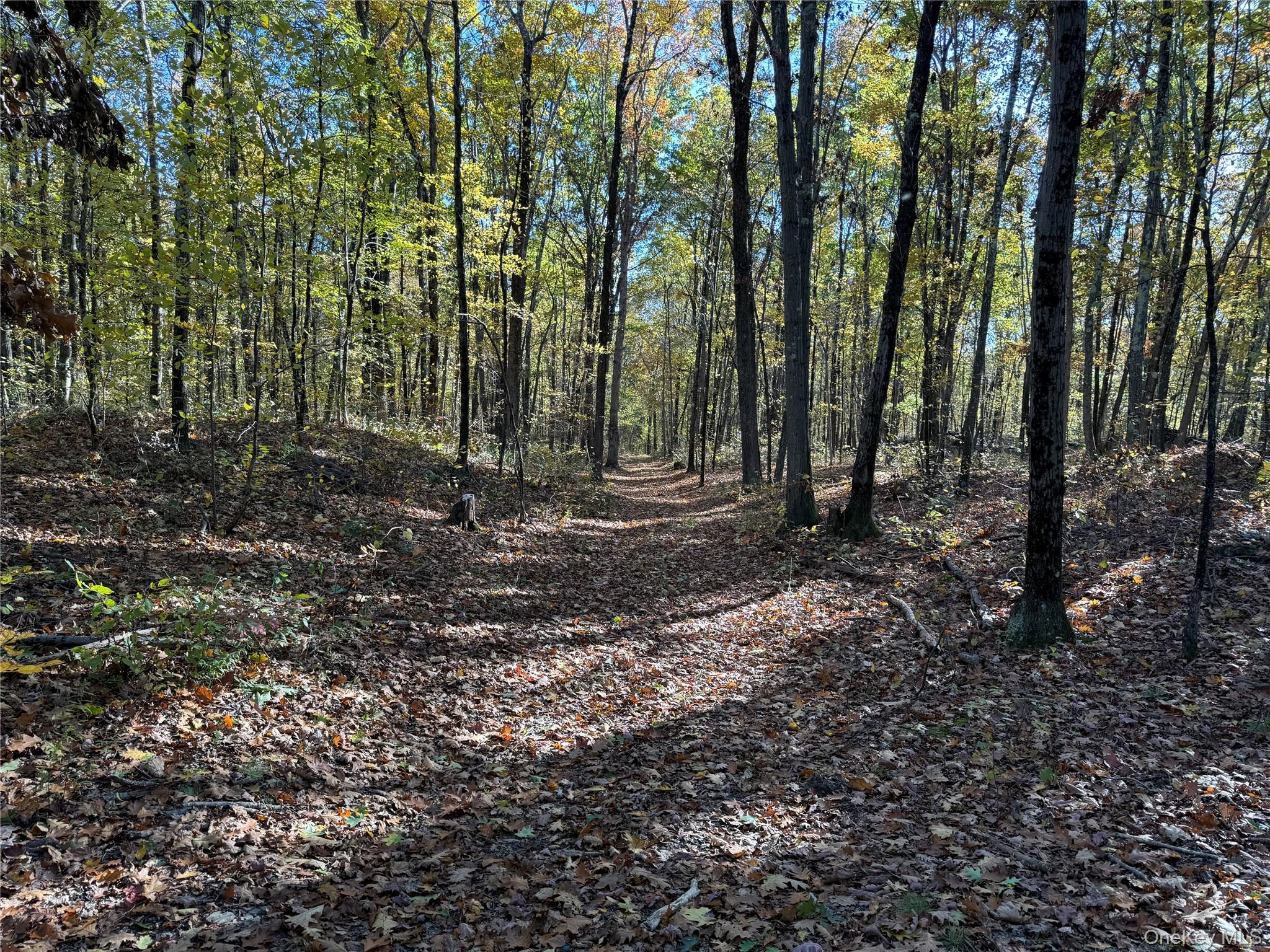 36 Fallkill Road Hyde Park, NY 12538 - Photo 8 of 15 a view of outdoor space with lots of trees