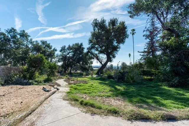 a view of a yard with plants and large trees