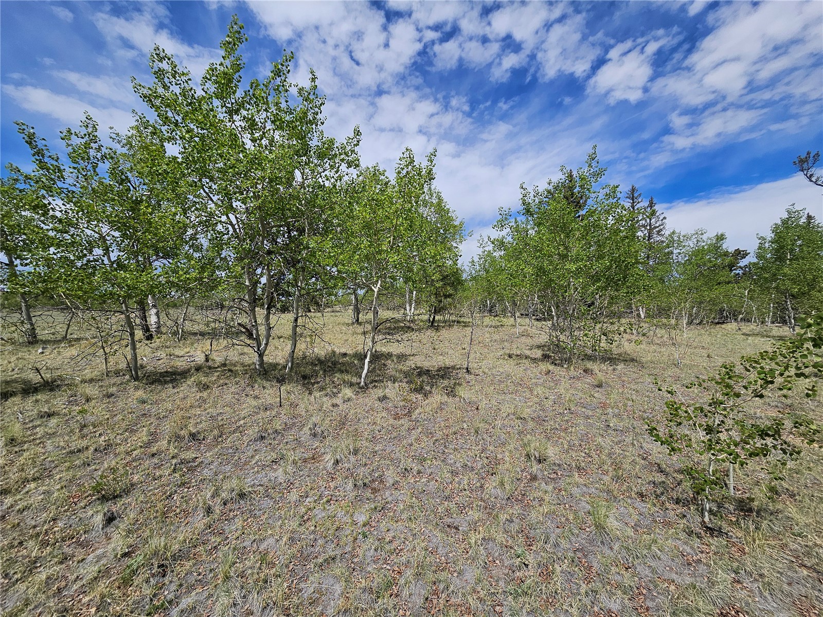 412 Smith And Wesson Road Como, CO 80432 - Photo 20 of 50