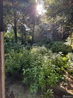 a view of a forest with plants and trees