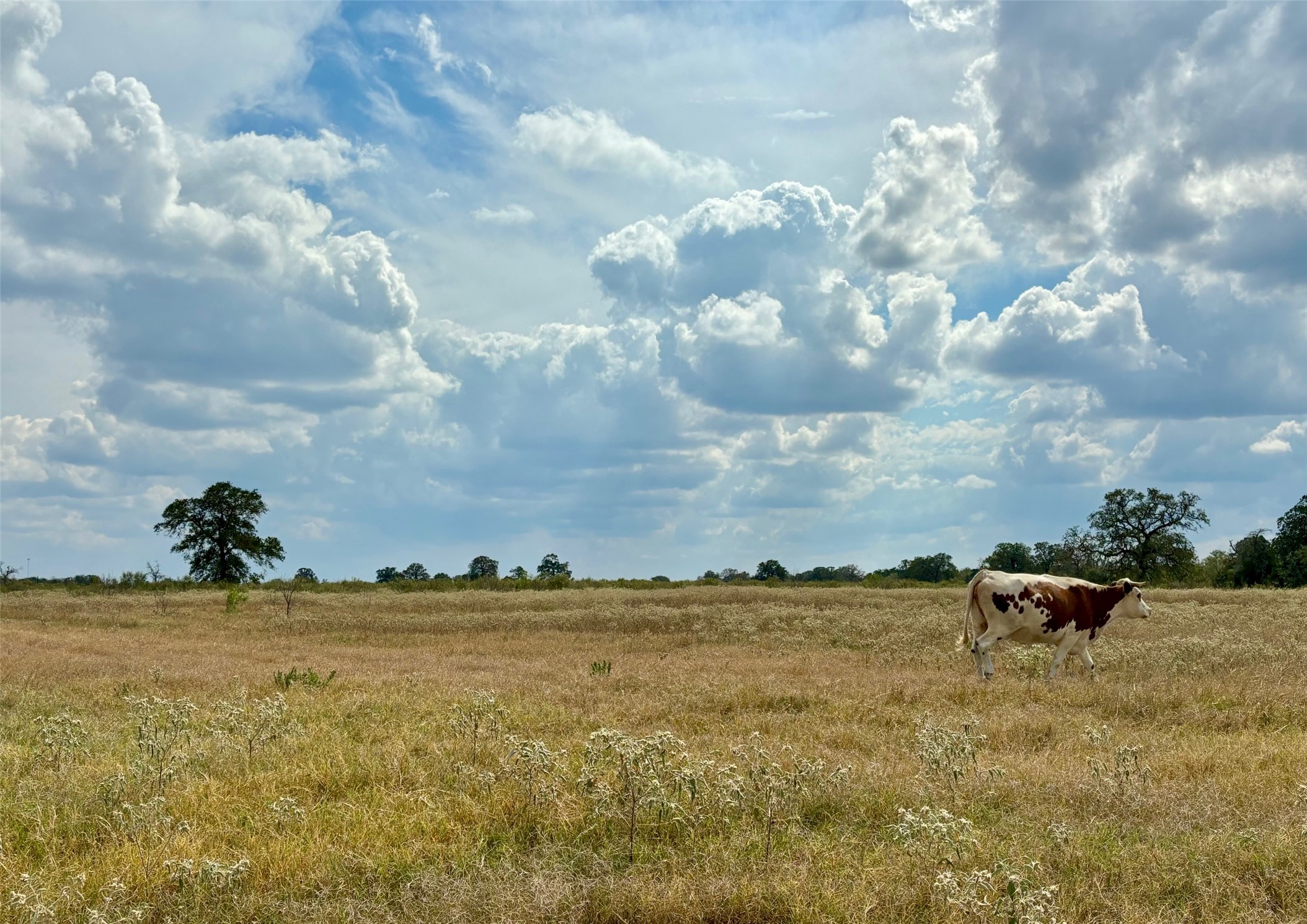 3 Big Sky Rnch Road Smithville, TX 78957 - Photo 1 of 10