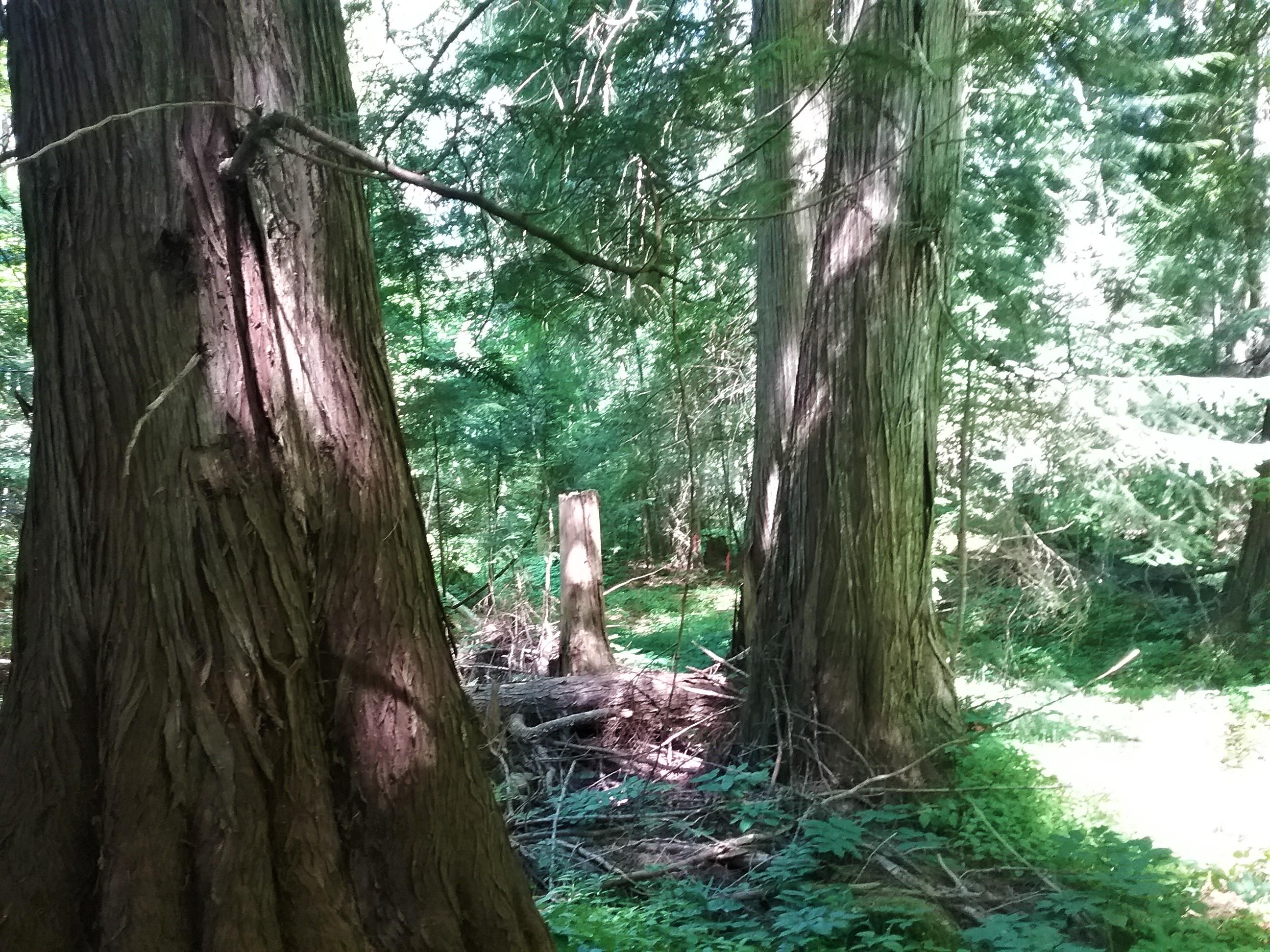 Nka(13-ac) Upper Twin Lakes S Shore Rathdrum, ID 83858 - Photo 11 of 28 Beautiful Cedar Stand