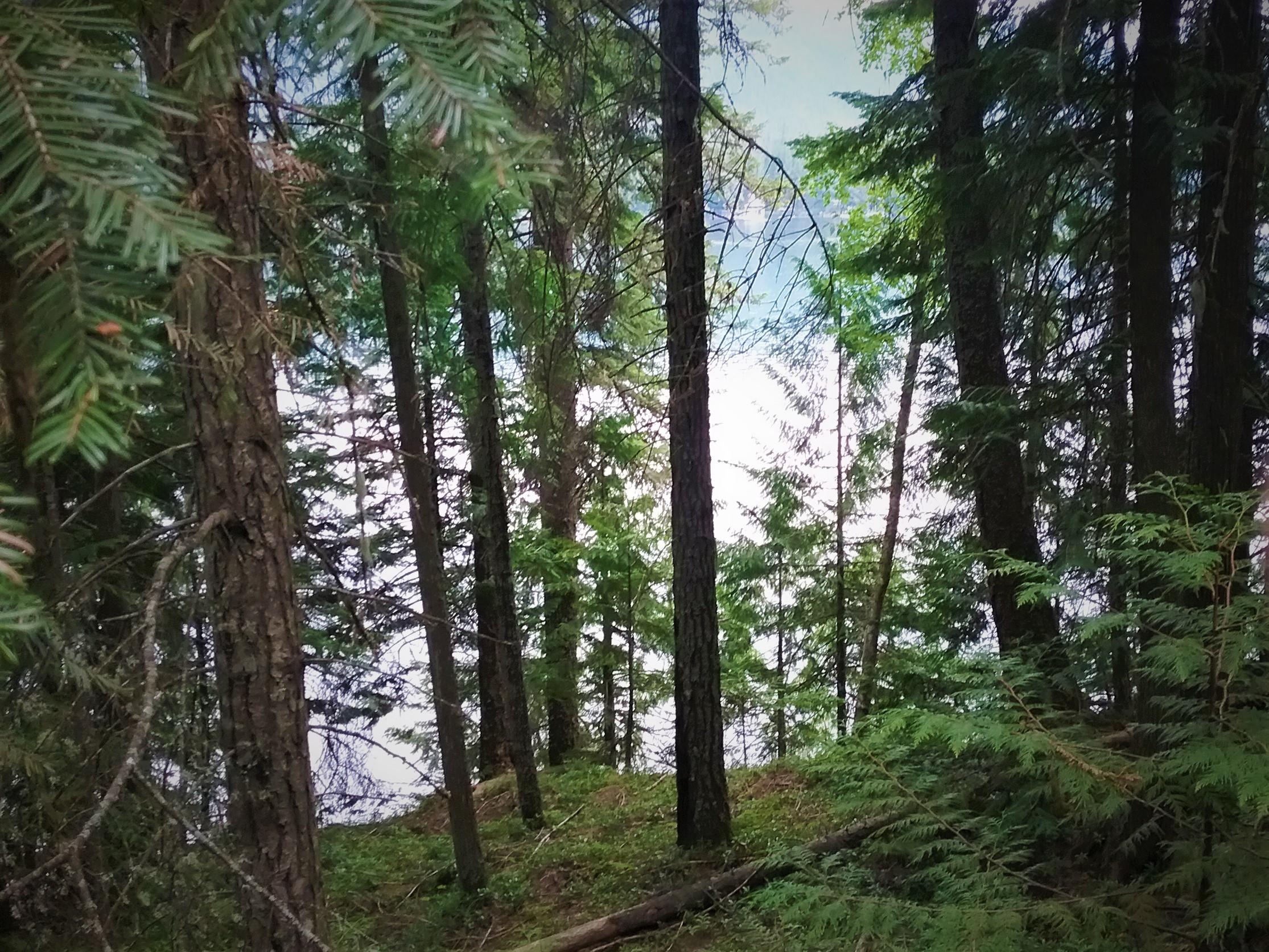 Nka(13-ac) Upper Twin Lakes S Shore Rathdrum, ID 83858 - Photo 13 of 28 Potential Building Site2