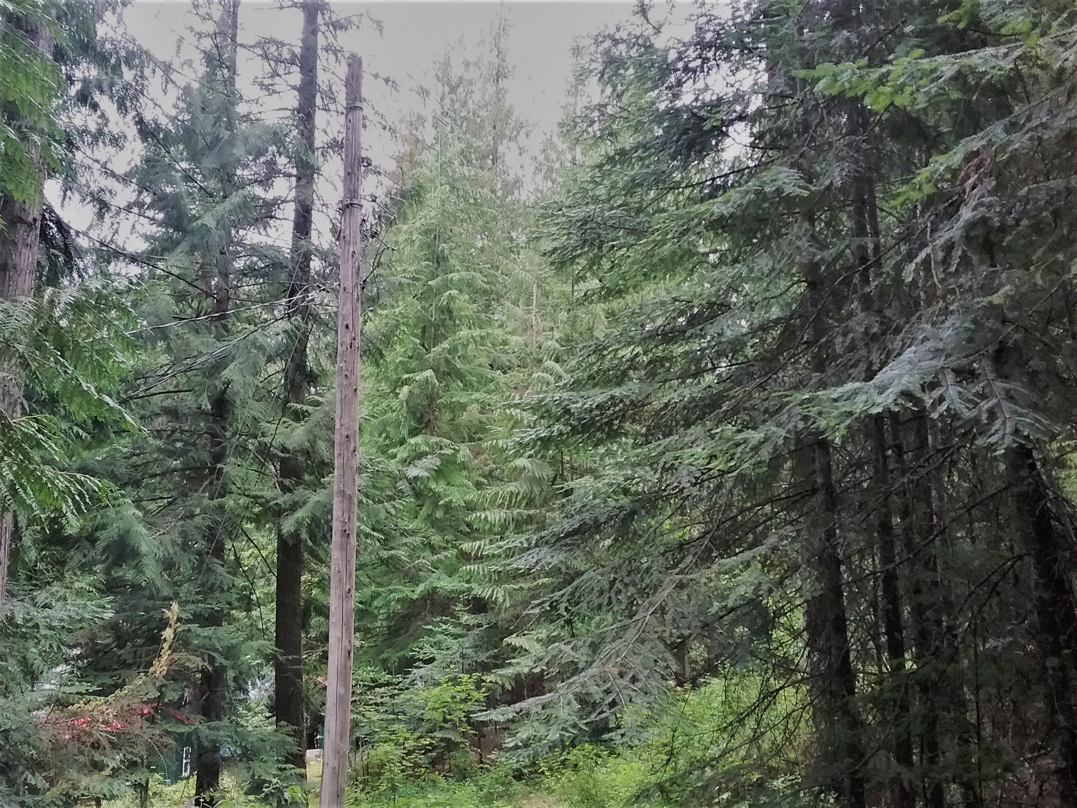 Nka(13-ac) Upper Twin Lakes S Shore Rathdrum, ID 83858 - Photo 14 of 28 Power Close to P Line