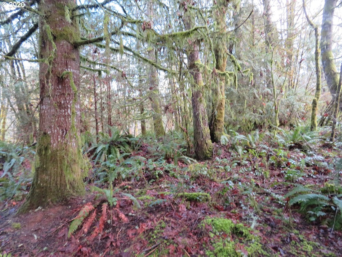 Pleasant Valley Road Chehalis, WA 98532 - Photo 22 of 30