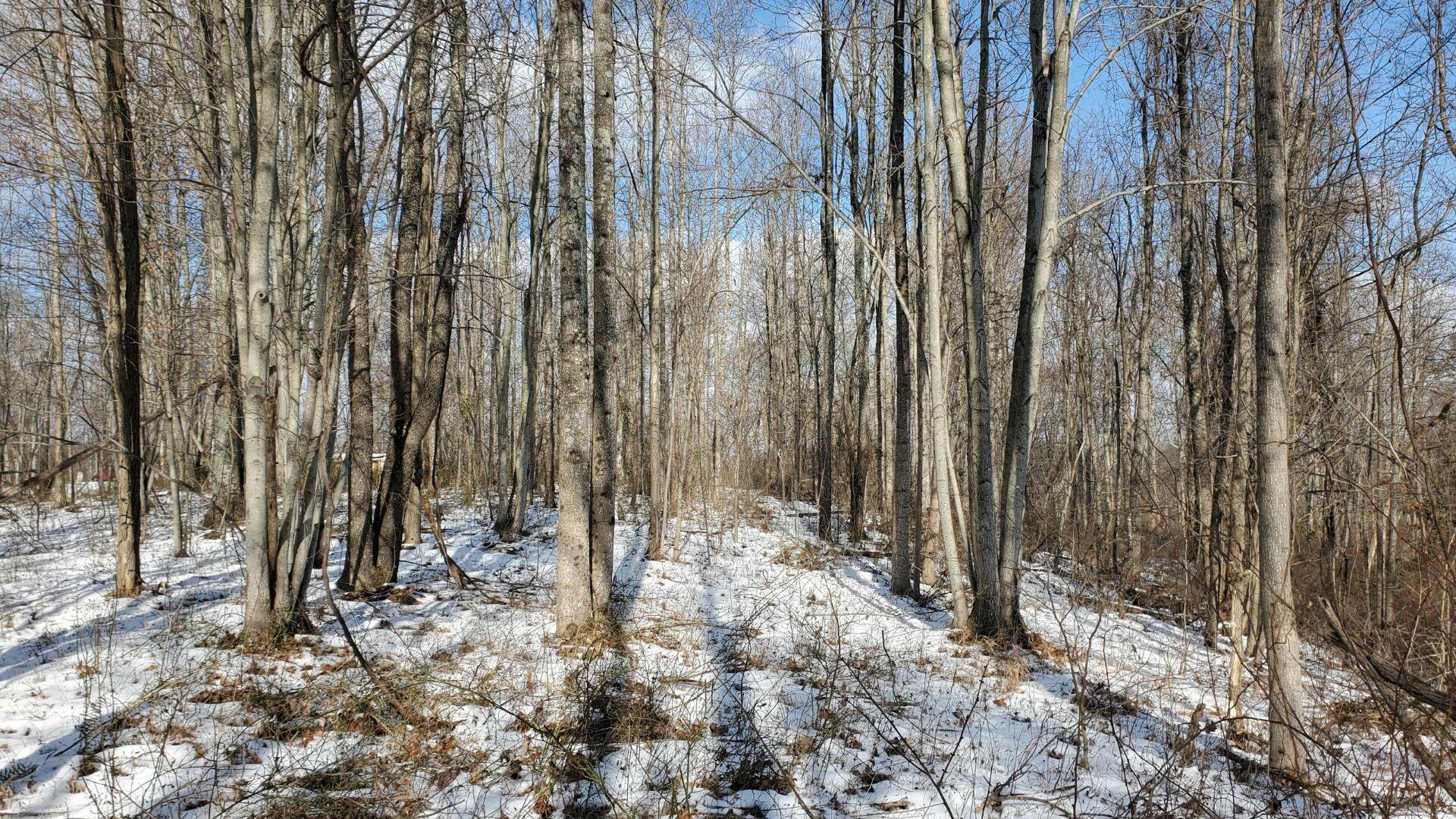 0 Jim Lackey Road Vinton, OH 45686 - Photo 3 of 3 123-1 (2)