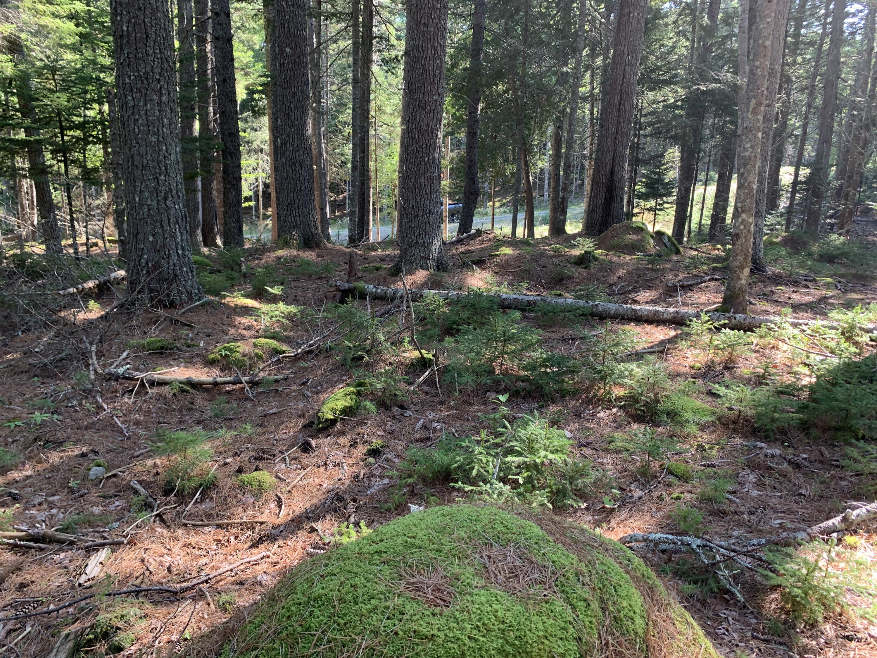 Lot A Lakeside Road Mount Desert, ME 04660 - Photo 11 of 29 IMG_6328