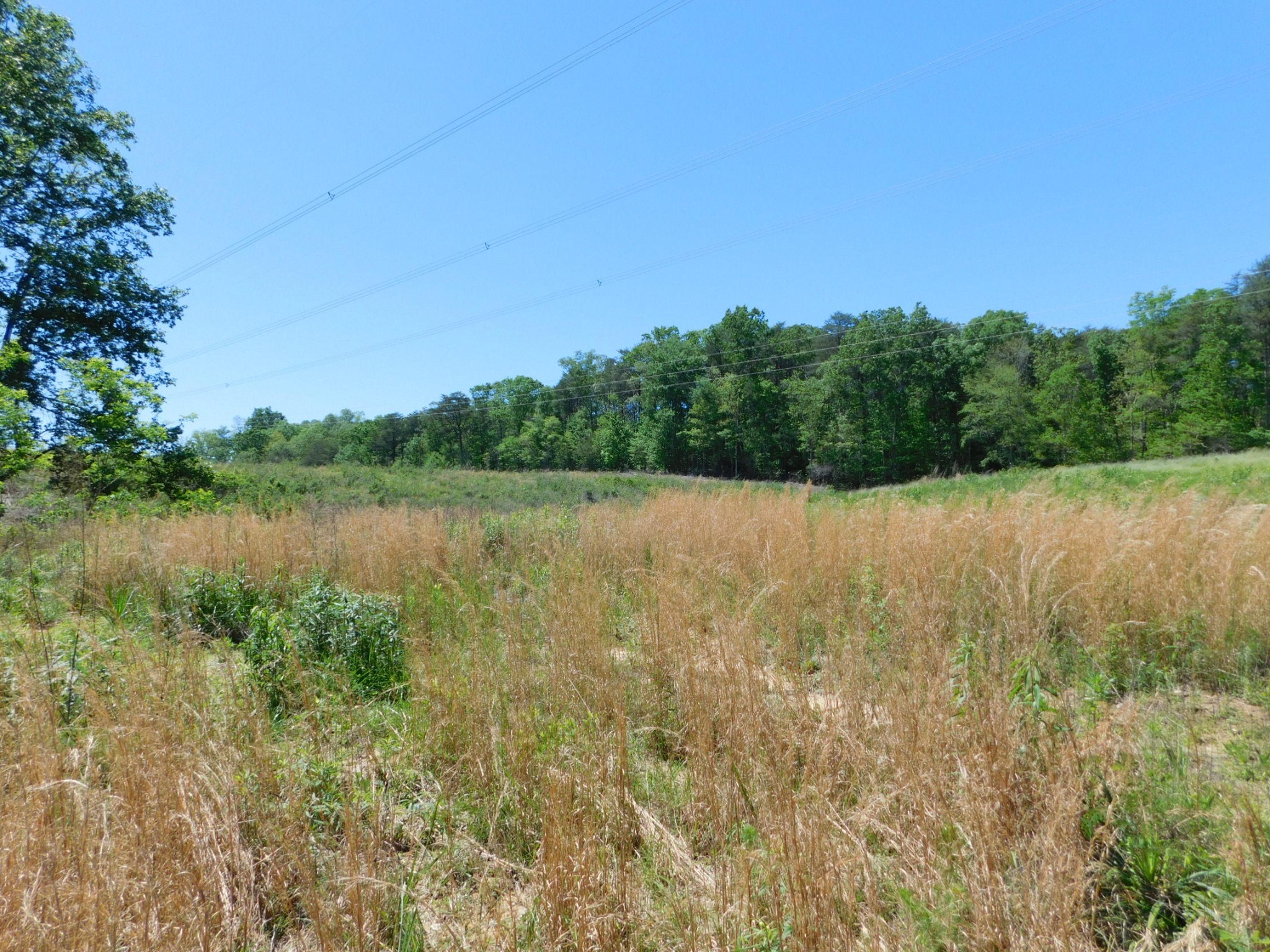 0 Ballard Road Trenton, GA 30752 - Photo 11 of 23 a view of lake with plants and trees in the background