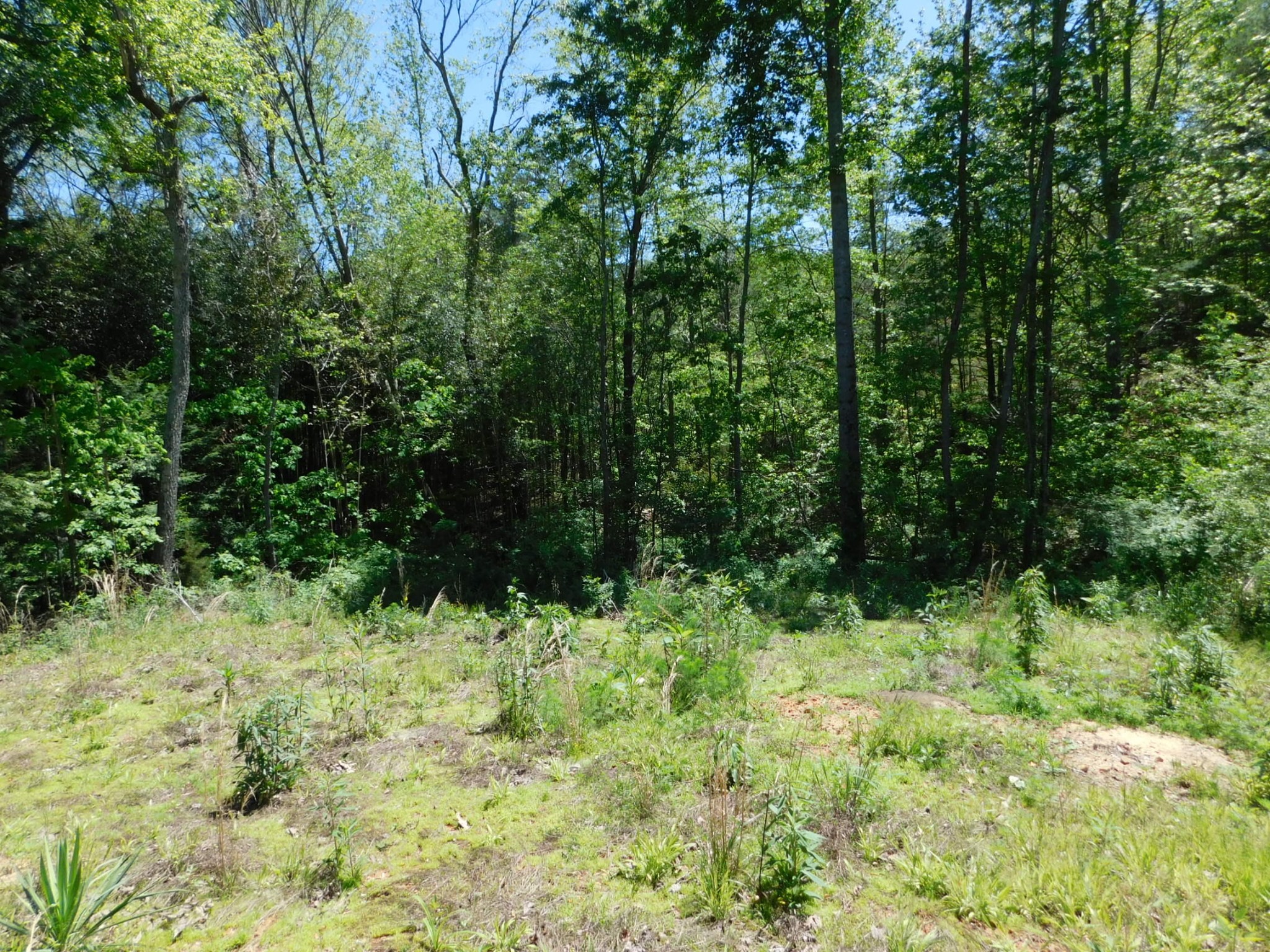 0 Ballard Road Trenton, GA 30752 - Photo 12 of 23 a view of a garden