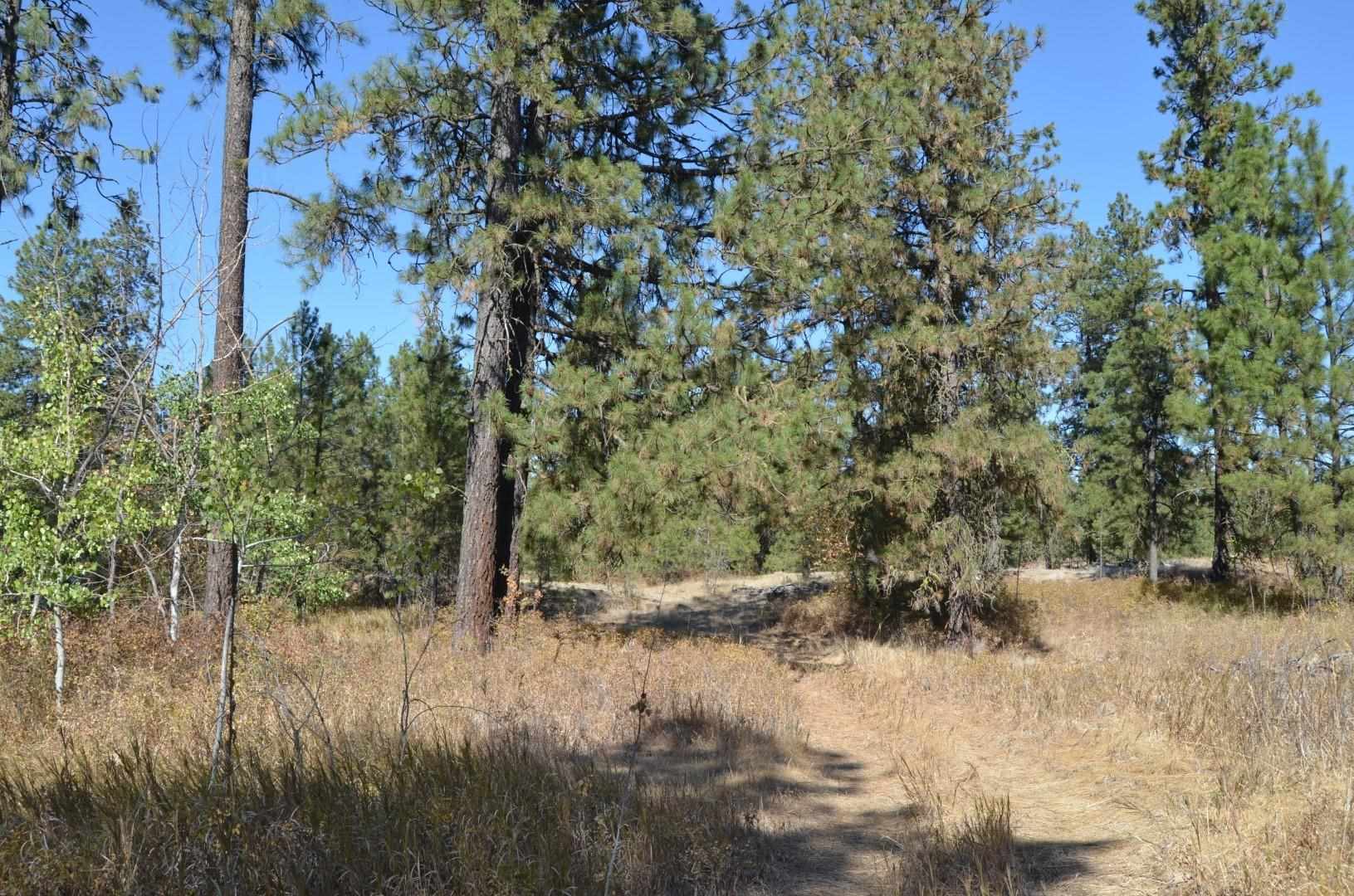 30710 South Mullinix Road Cheney, WA 99004 - Photo 11 of 16