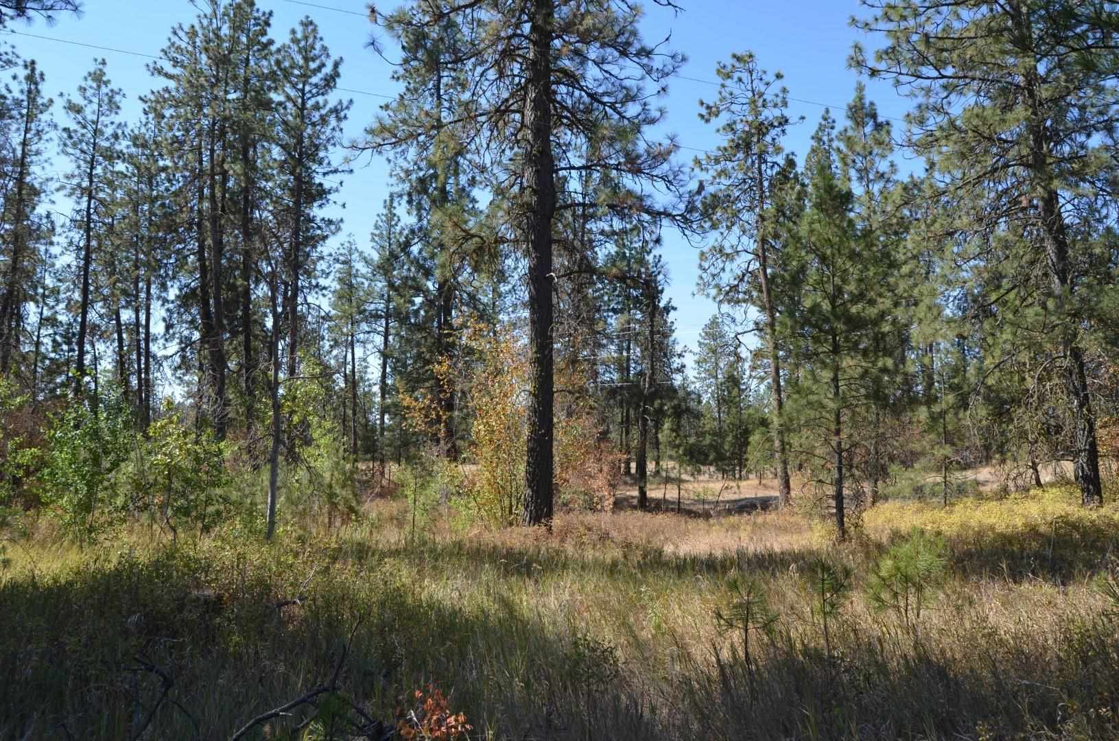 30710 South Mullinix Road Cheney, WA 99004 - Photo 12 of 16