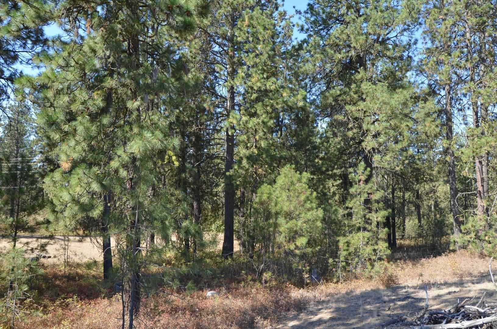 30710 South Mullinix Road Cheney, WA 99004 - Photo 14 of 16