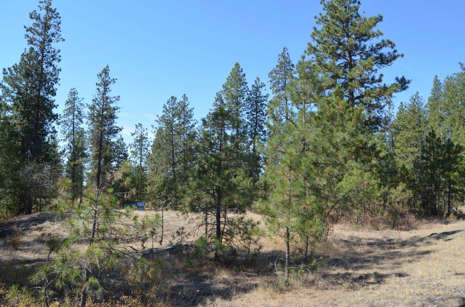 30710 South Mullinix Road Cheney, WA 99004 - Photo 15 of 16