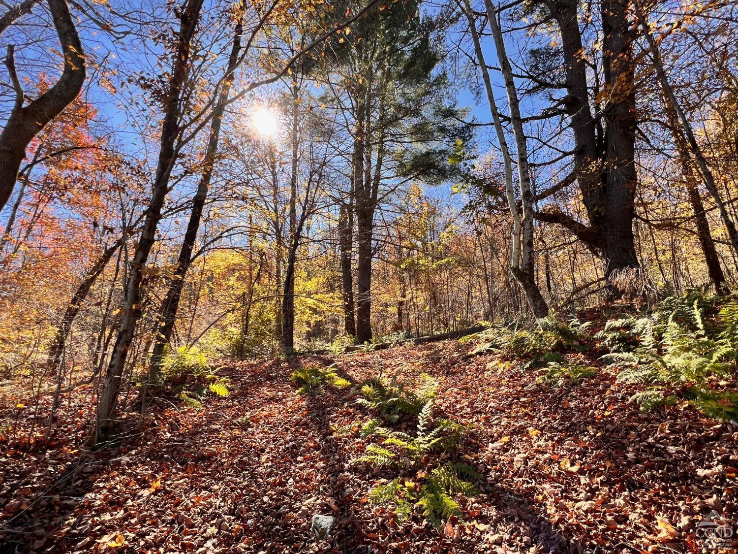 50 Dugway Road Hillsdale, NY 12529 - Photo 2 of 6 a backyard of a house with lots of green space
