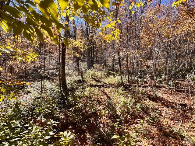 a view of covered with trees