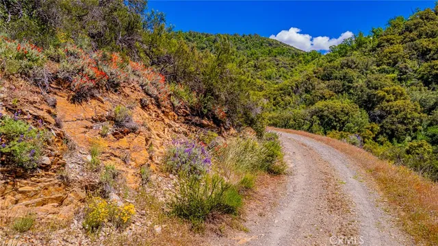 a view of yard with trees