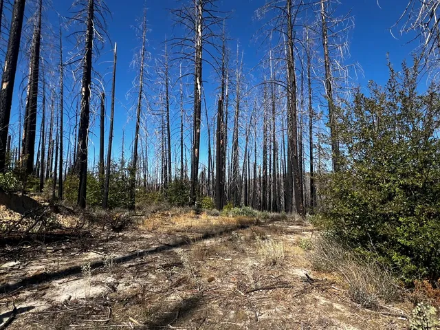 $250,000 | 1465 Bald Rock Road, Berry Creek, CA 95916